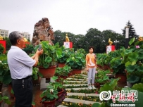 阜阳举办荷花展，万株荷花竞艳