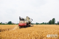 阜阳三夏收麦小景