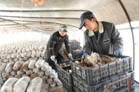 阜阳市颍东区袁寨镇：小蘑菇撑起好日子