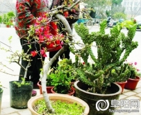 阜阳：花卉市场春季后迎来旺季