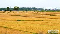 2019年阜阳麦收季，又是一个丰收年
