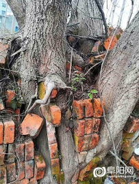 大舅家门前的这四棵同根树【水鸭树或苍蝇树】