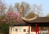 阜阳文峰公园春韵