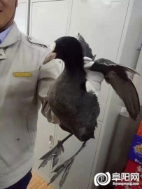 一只“怪鸟”落难阜阳！证实是国家二级保护动物